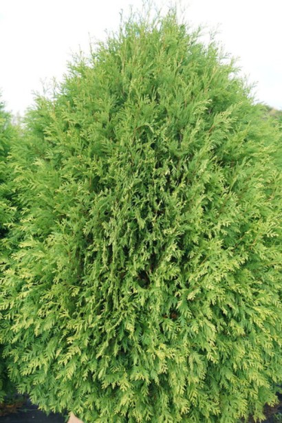 Туя западная Вагнери | Thuja occidentalis Wagneri | Туя західна Вагнері
